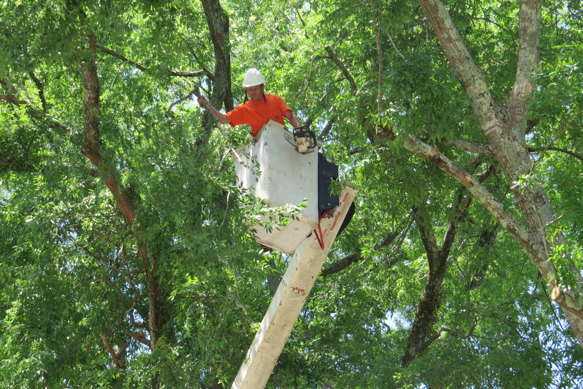 tree removal near me